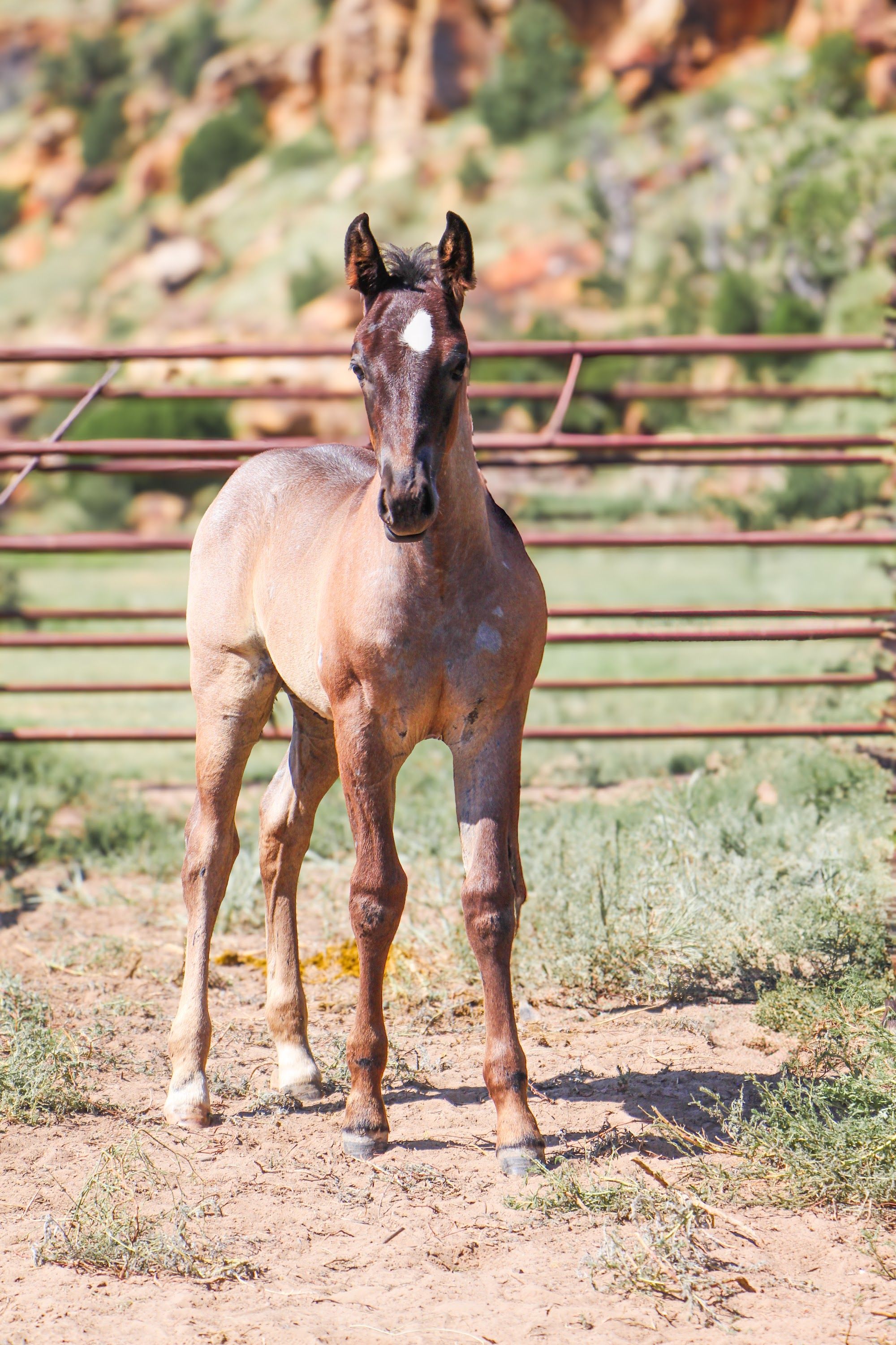 quarter-horse western-paard hengst 2 jaar te koop - Foto 2