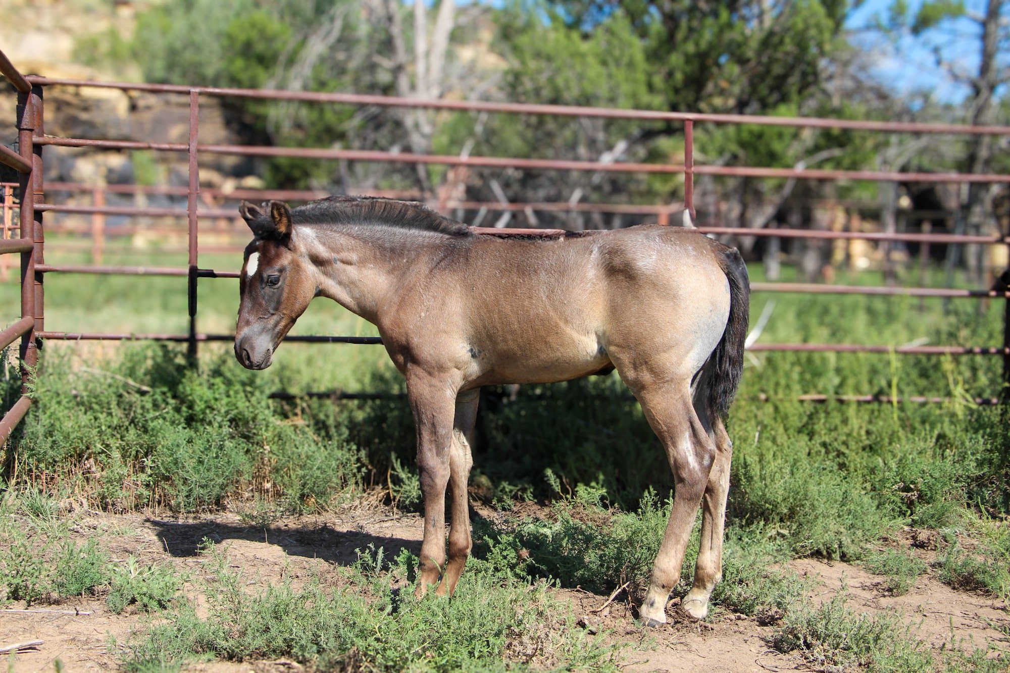 quarter-horse western-paard hengst 2 jaar te koop - Foto 3