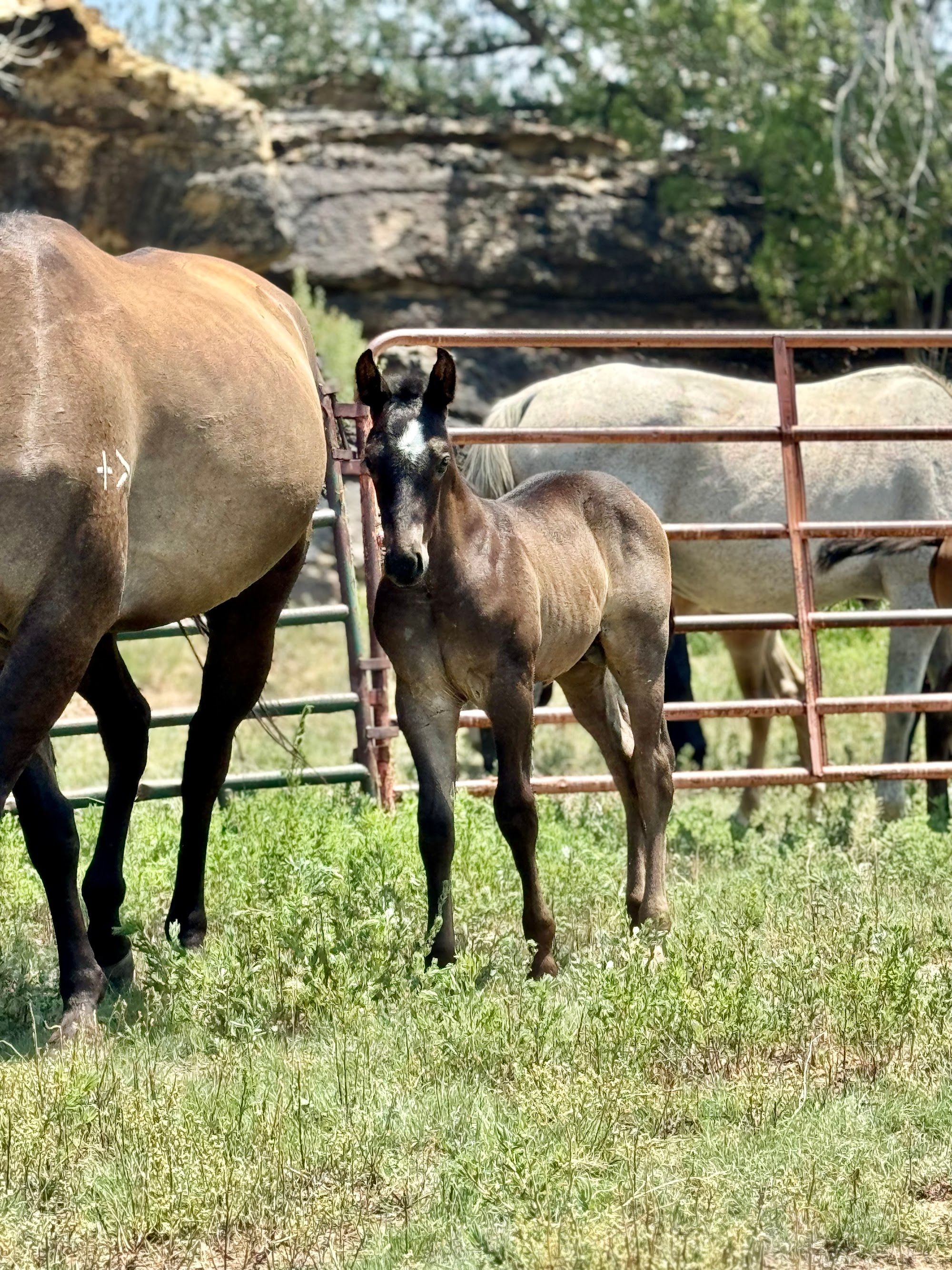 quarter-horse western-paard hengst 2 jaar te koop - Foto 4