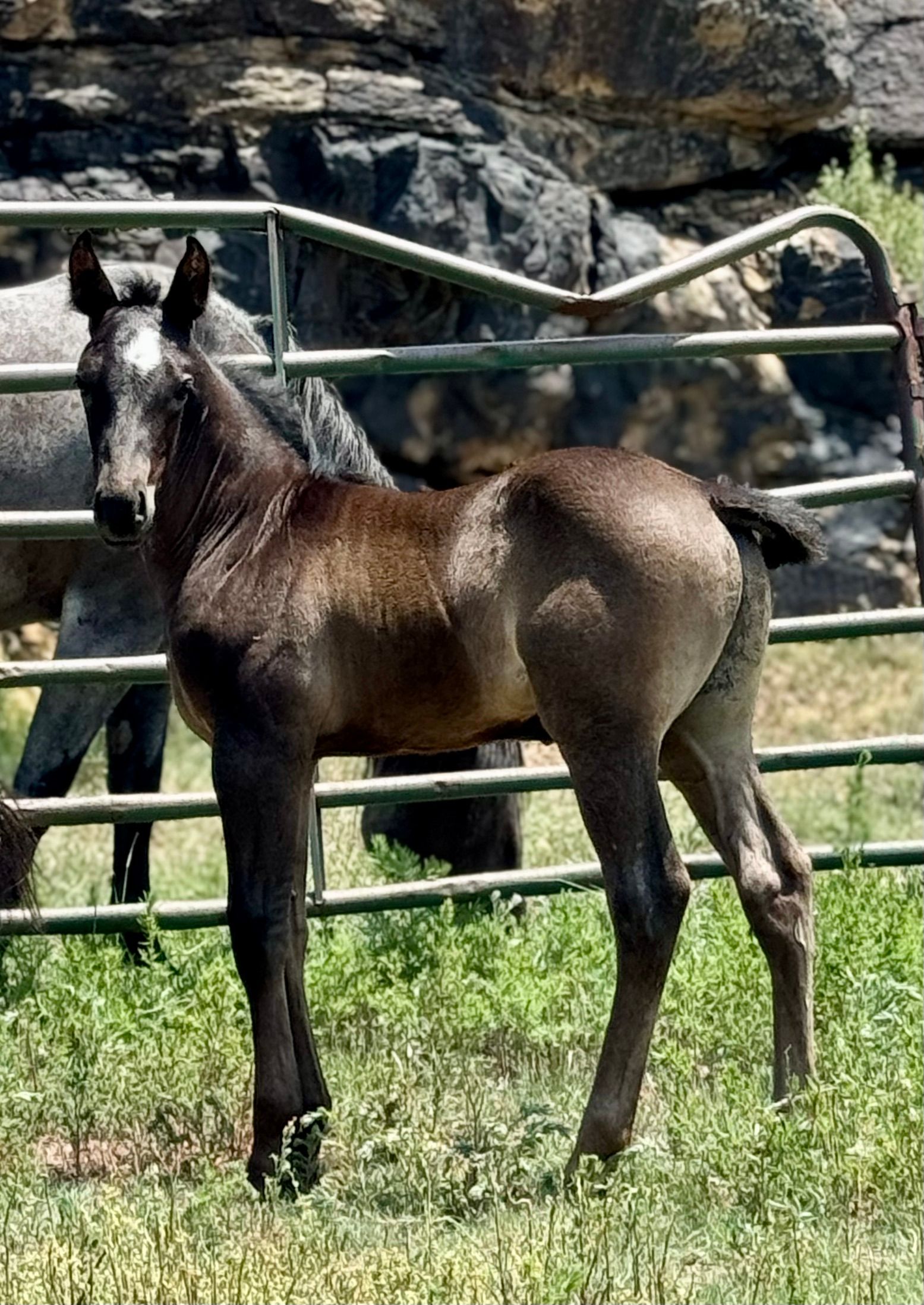 quarter-horse western-paard hengst 2 jaar te koop - Foto 5