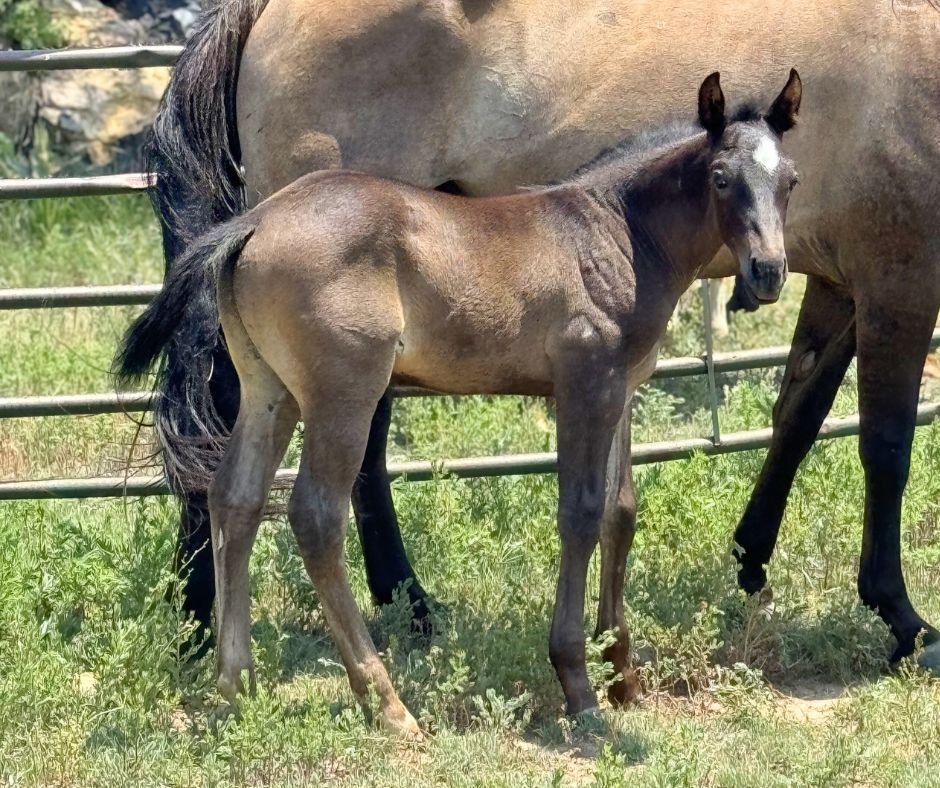 quarter-horse western-paard hengst 2 jaar te koop - Foto 6