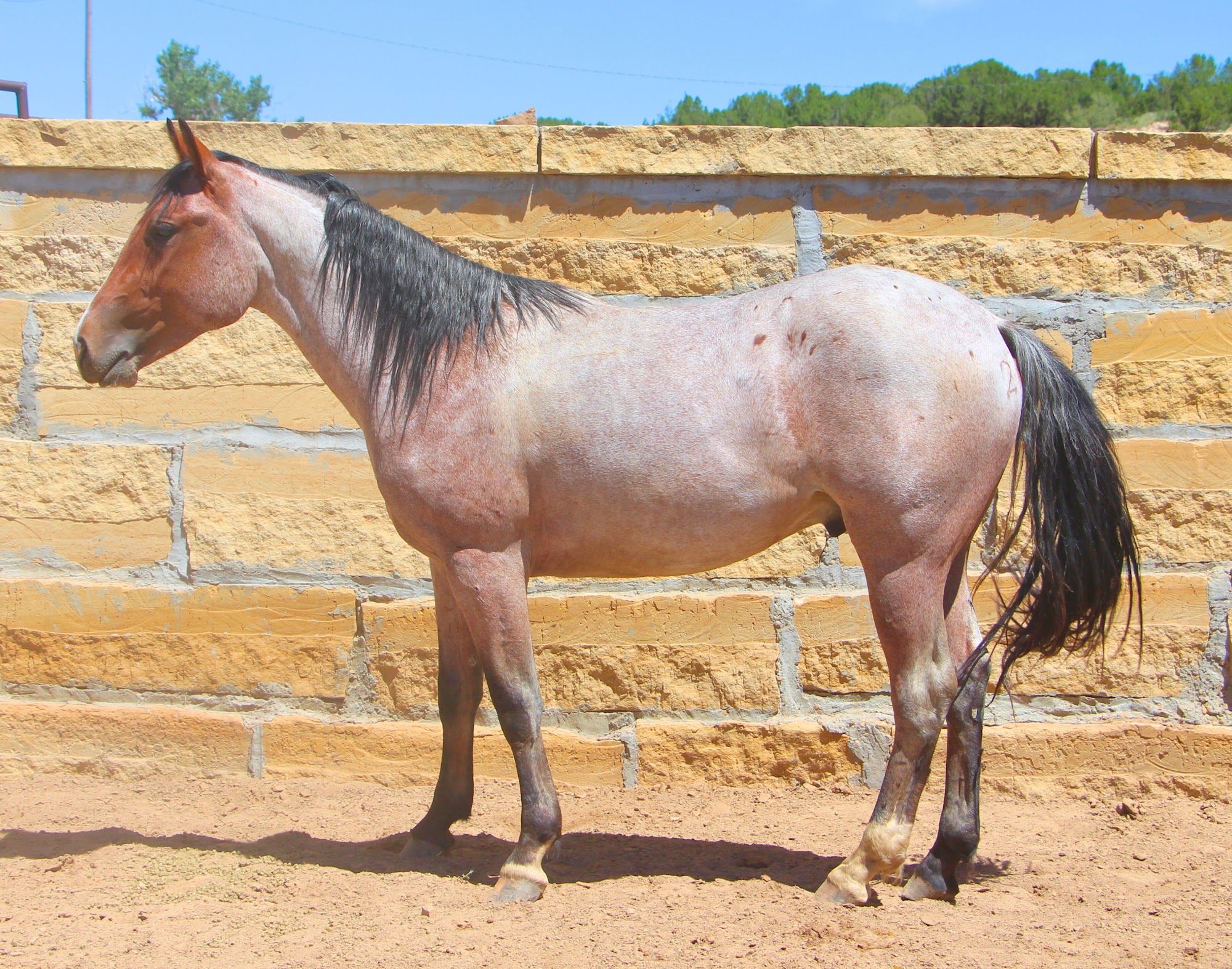 quarter-horse western-paard ruin 4 jaar te koop - Foto 2