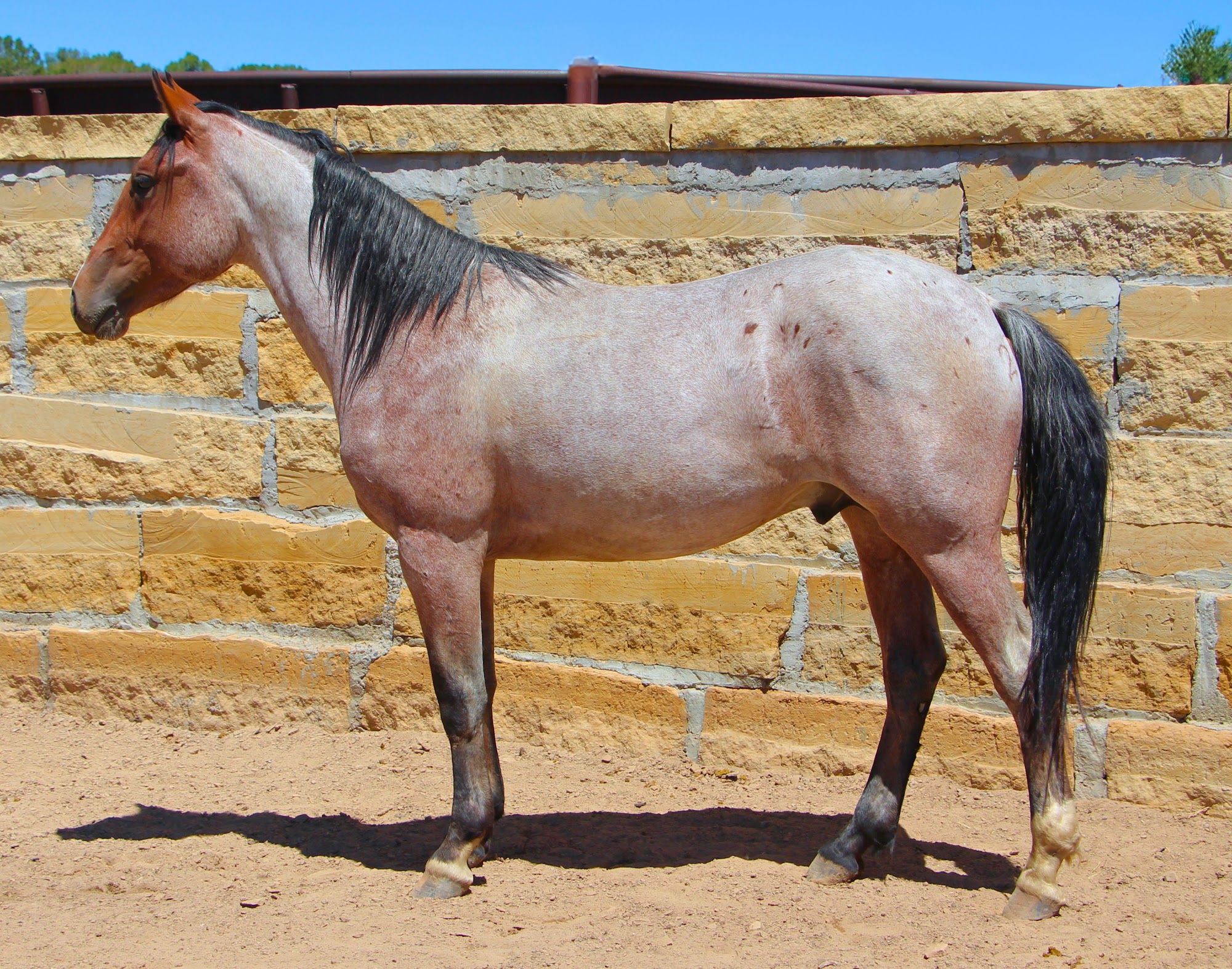 quarter-horse western-paard ruin 4 jaar te koop - Foto 3