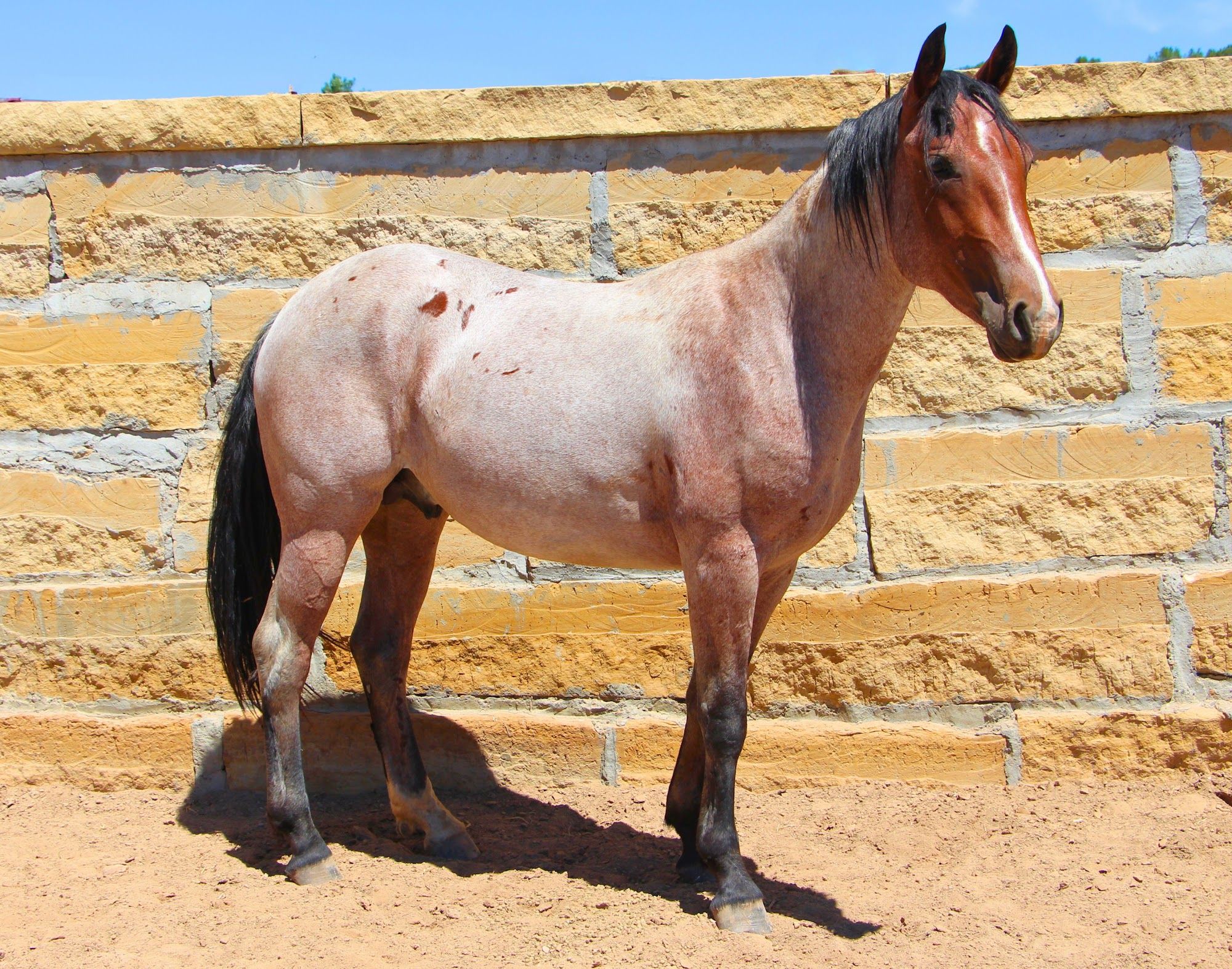quarter-horse western-paard ruin 4 jaar te koop - Foto 5