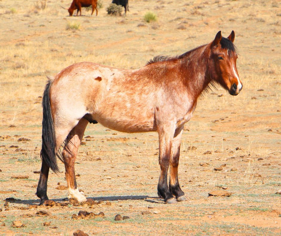 quarter-horse western-paard ruin 4 jaar te koop - Foto 6