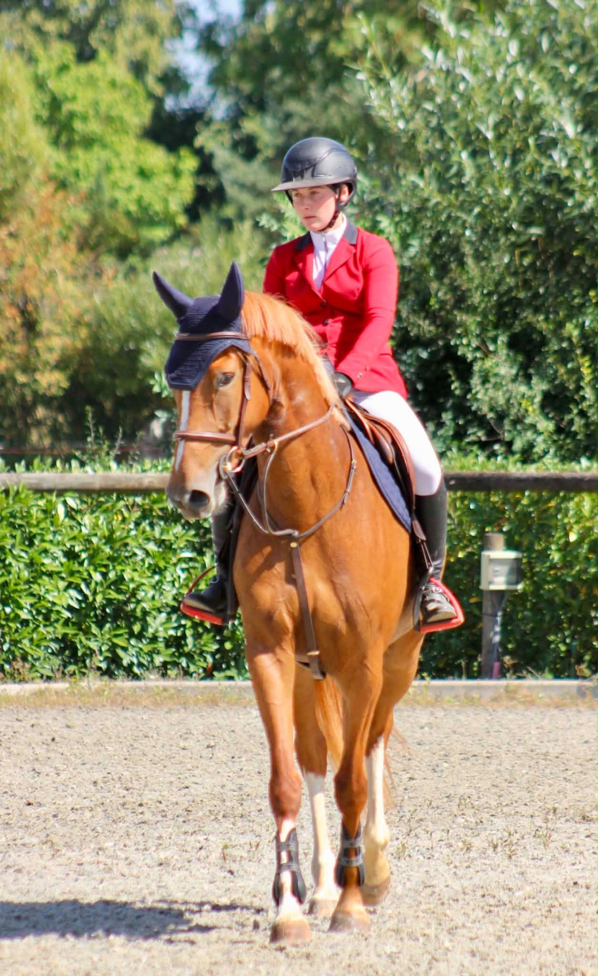 Show jumper, Mare, 4 years old