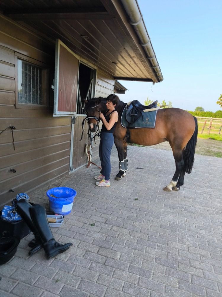 New Forest pony Merrie 4 jaar Bruin te koop - Foto 2