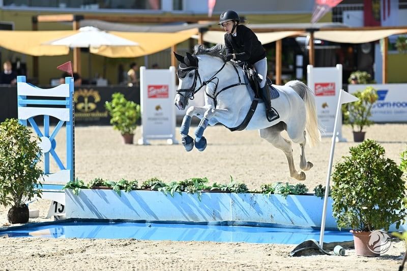 Ander stamboek springpaard Merrie 9 years old Schimmel for sale - Photo 2