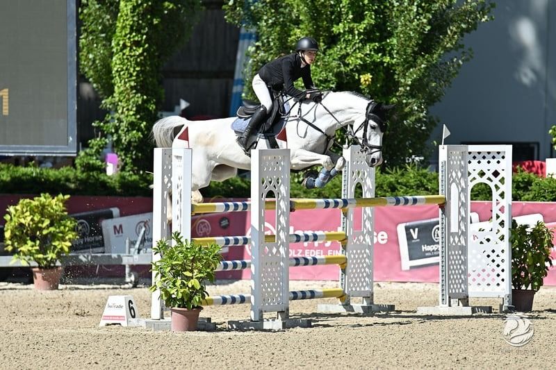 Sporty jumping mare with top performance – reliable and agile.