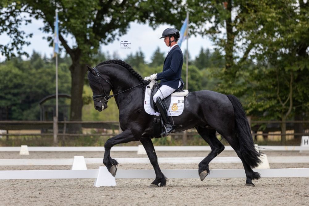 dressuurpaard ruin 6 years old zwart for sale - Photo 2