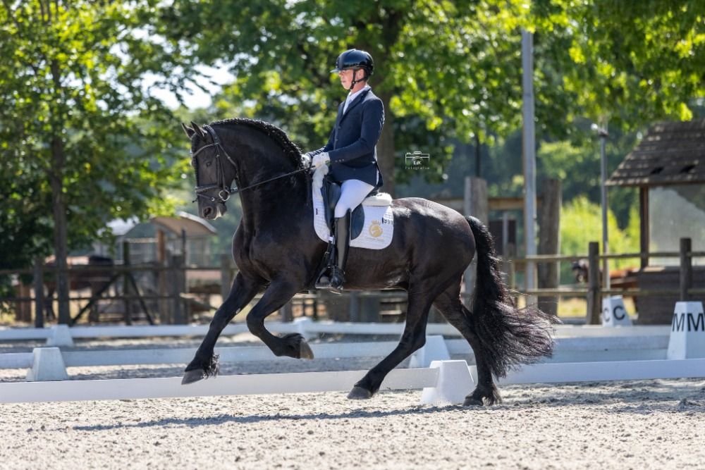 dressuurpaard ruin 6 years old zwart for sale - Main photo