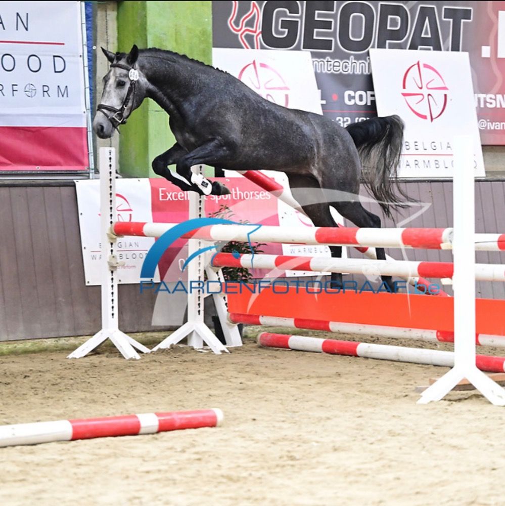 BWP allround-pony Merrie Schimmel te koop - Foto 5