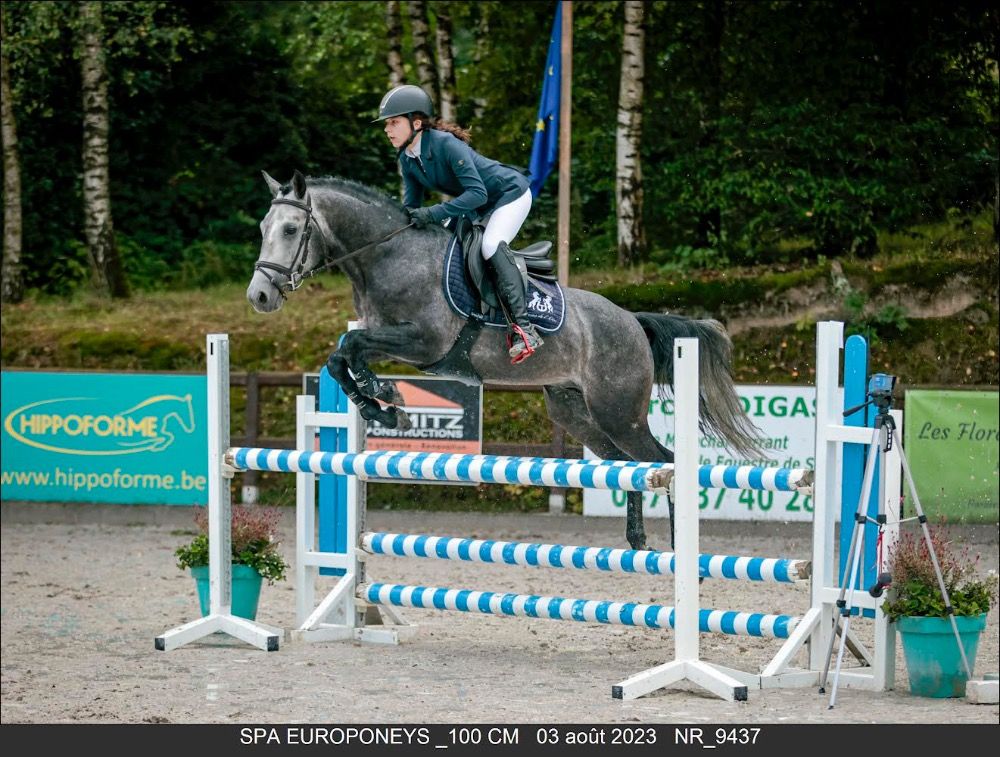 BWP allround-pony Merrie Schimmel te koop - Foto 4