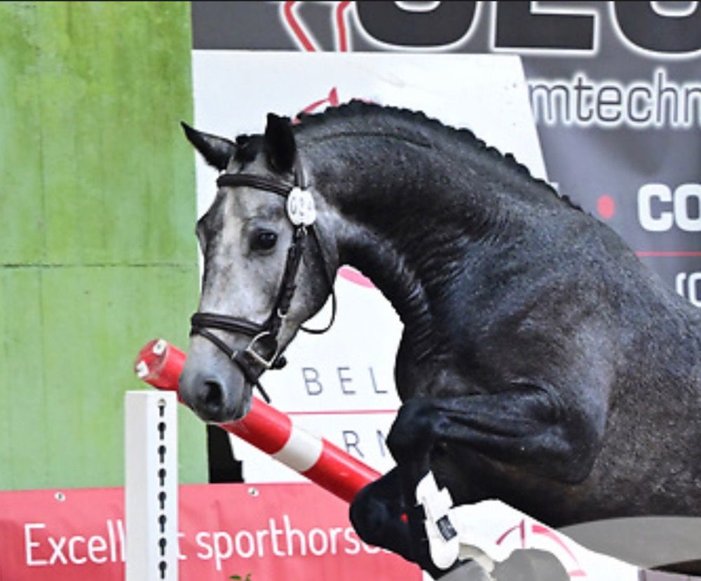 BWP allround-pony Merrie Schimmel te koop - Foto 6