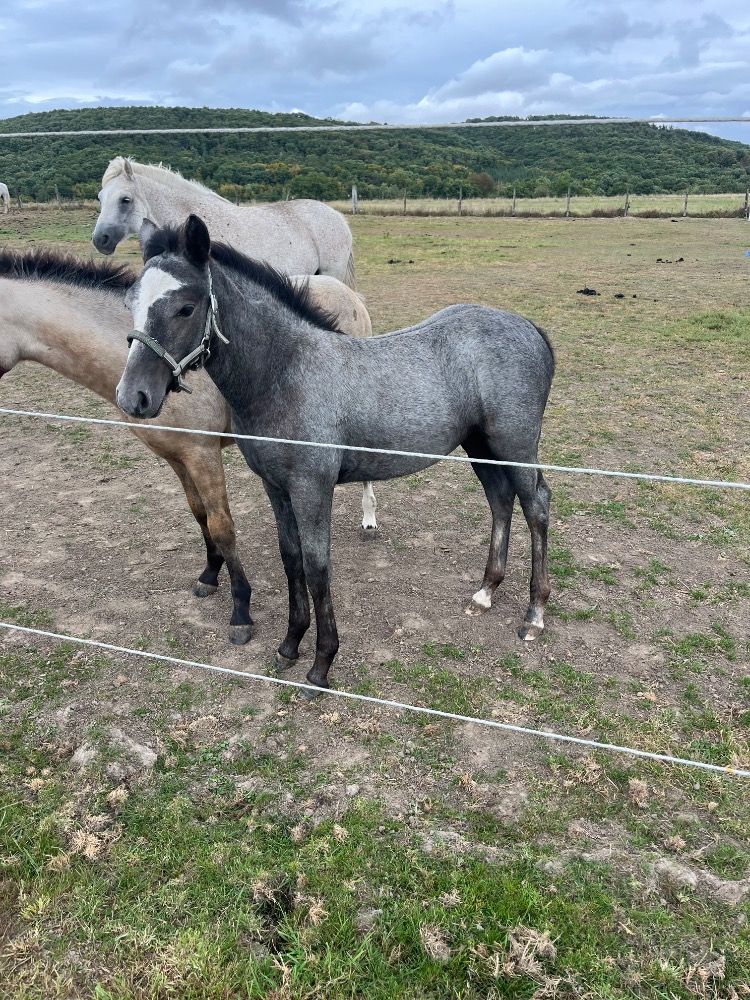 BWP allround-pony Merrie Schimmel te koop - Foto 2