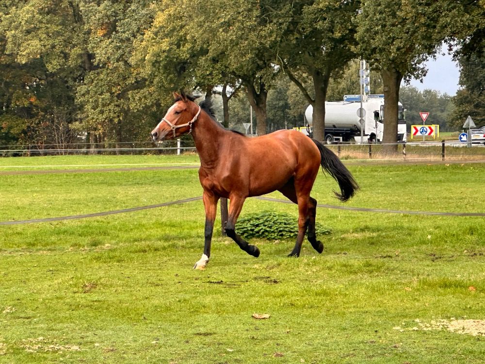Zangersheide allrounder Merrie 3 jaar Bruin te koop - Foto 2