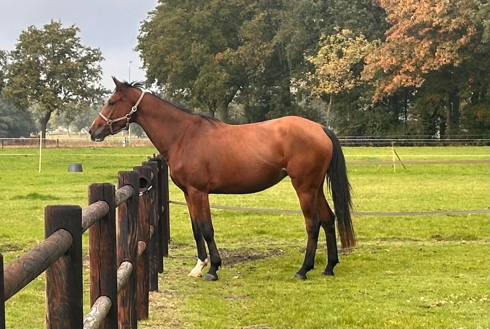 Fleury WB Z, 3 jarige zadelmakke merrie