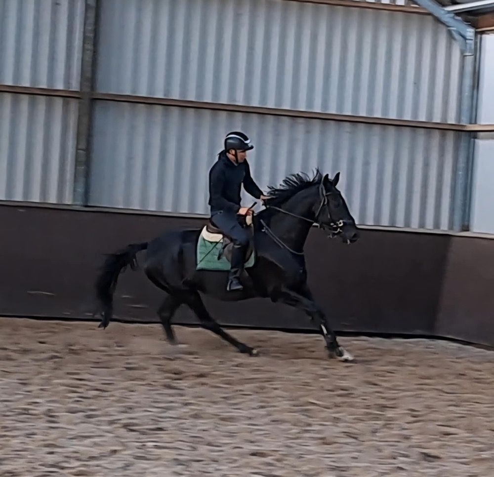 KWPN dressuurpaard Merrie 4 jaar Zwart te koop - Foto 3