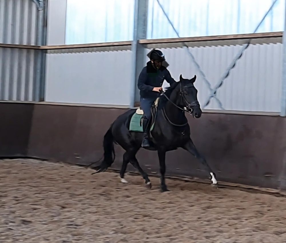 KWPN dressuurpaard Merrie 4 jaar Zwart te koop - Foto 2