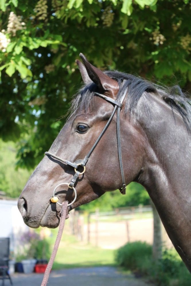 KWPN dressuurpaard Merrie 4 jaar Zwart te koop - Foto 4