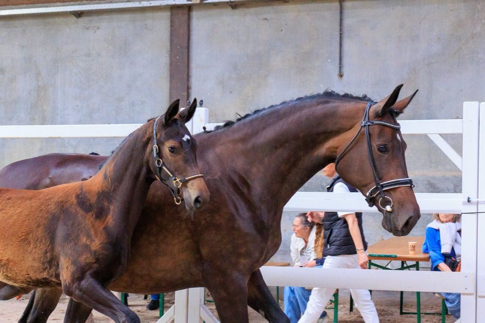 SBS dressuurpaard Merrie Donkerbruin te koop - Foto 2