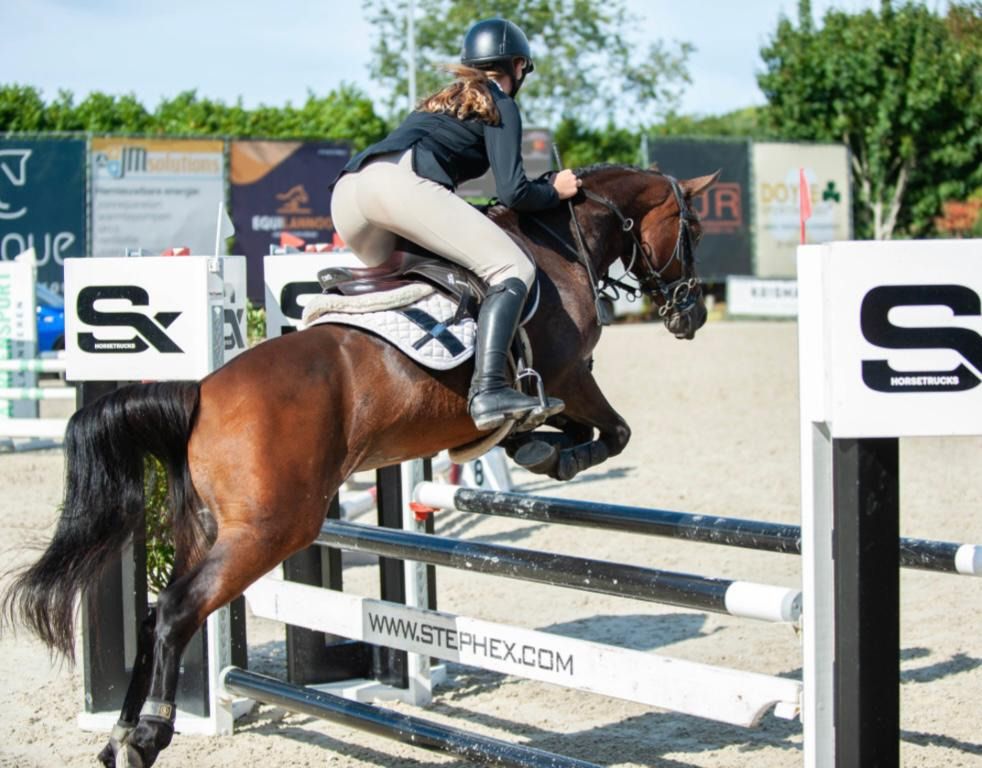 nrps springpony merrie 12 歳 donkerbruin 売り出し中 - 写真 6