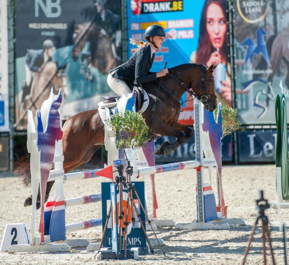 Wunderschönes, vielseitiges NRPS D-Sportpony mit Goldcharakter