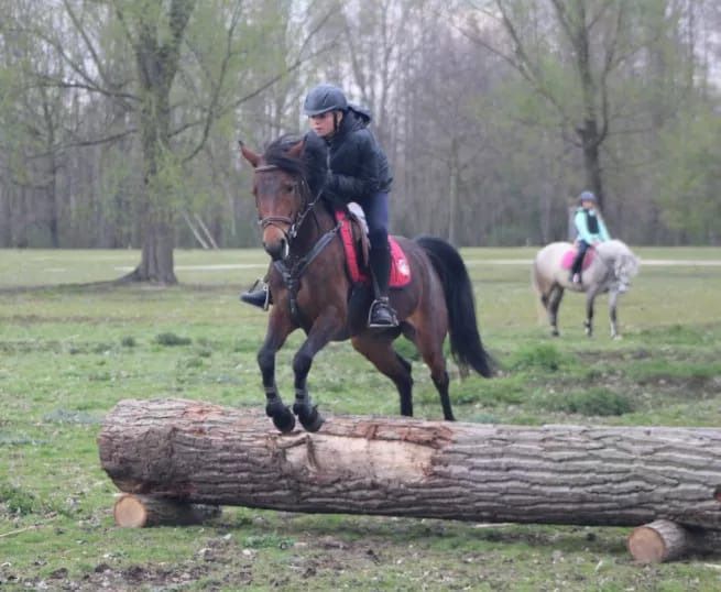 nrps springpony merrie 12 歳 donkerbruin 売り出し中 - 写真 5