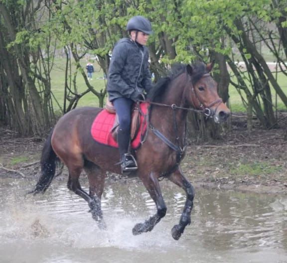 nrps springpony merrie 12 歳 donkerbruin 売り出し中 - 写真 3