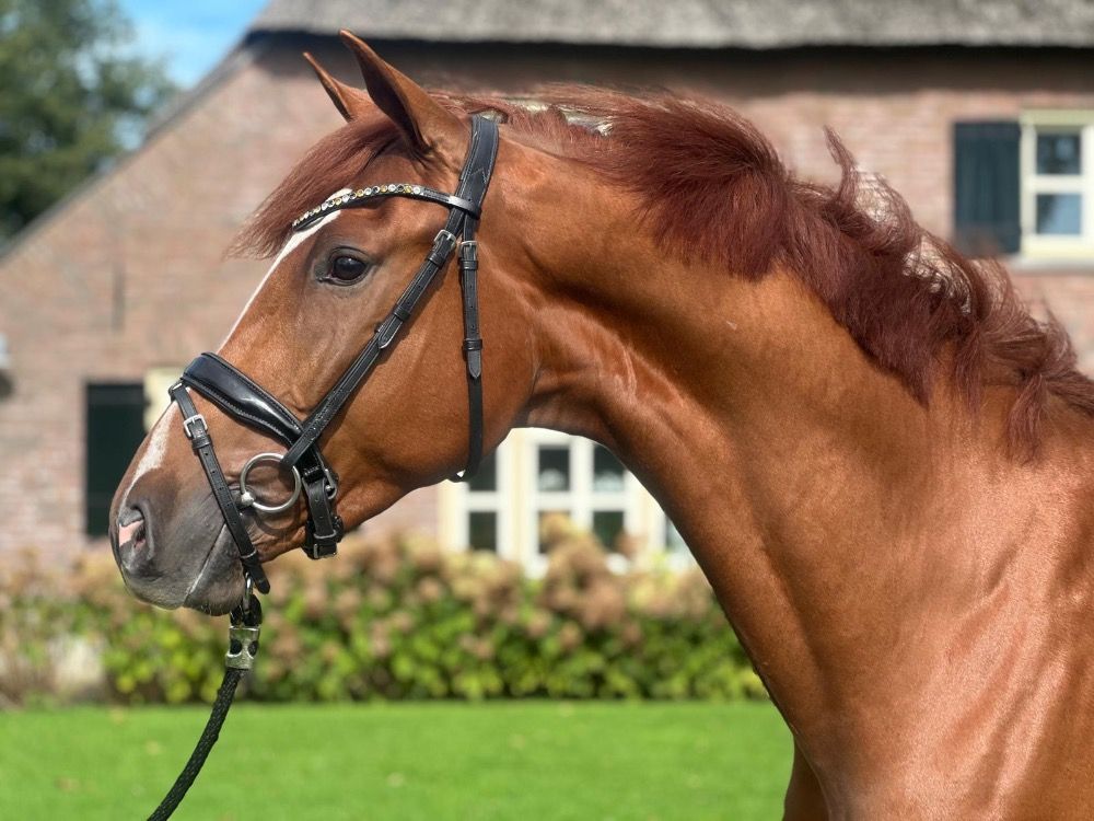 Jonge dressuurpaarden