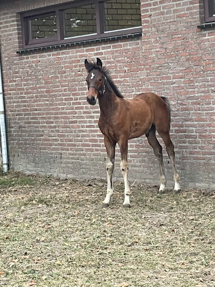KWPN dressuurpaard Hengst Donkerbruin te koop - Hoofdfoto