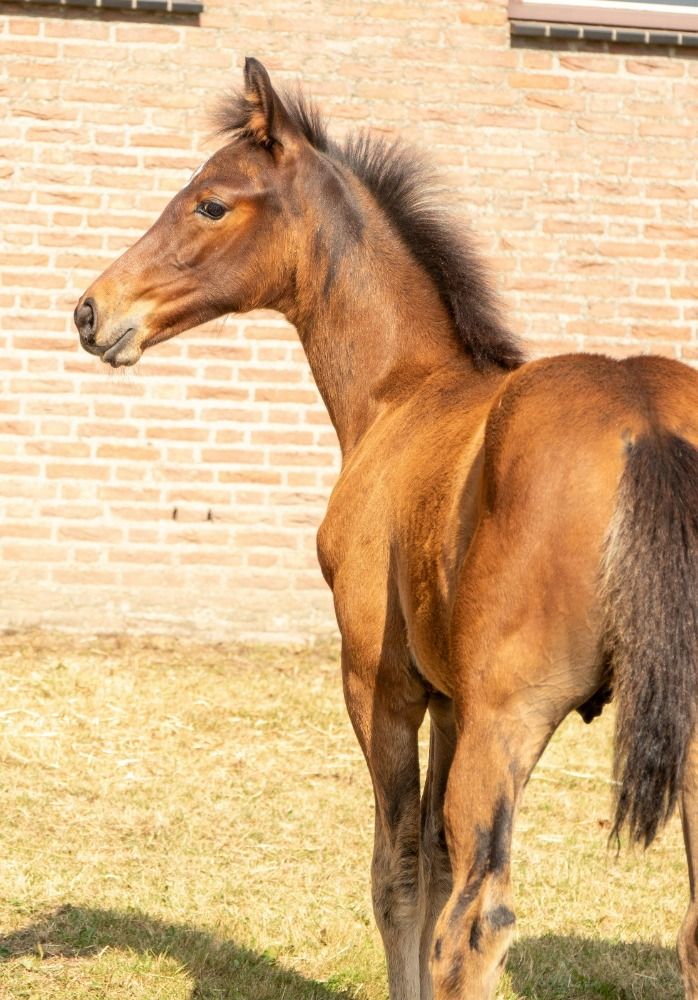 KWPN dressuurpaard Hengst Donkerbruin te koop - Foto 4