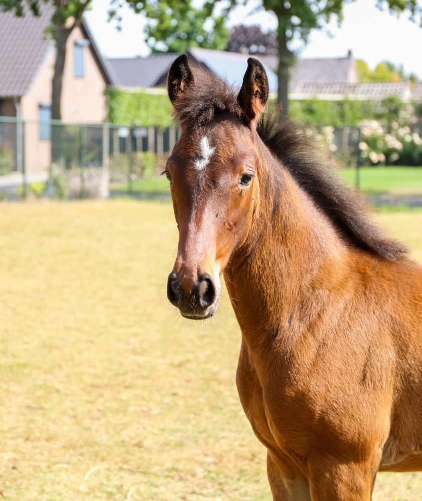 KWPN dressuurpaard Hengst Donkerbruin te koop - Foto 2