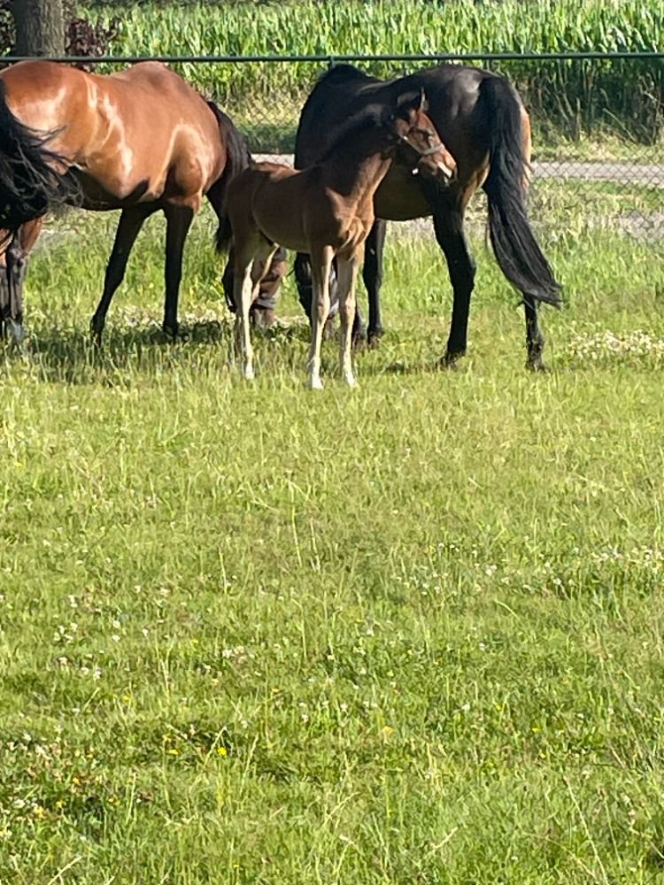 KWPN dressuurpaard Hengst Donkerbruin te koop - Foto 5