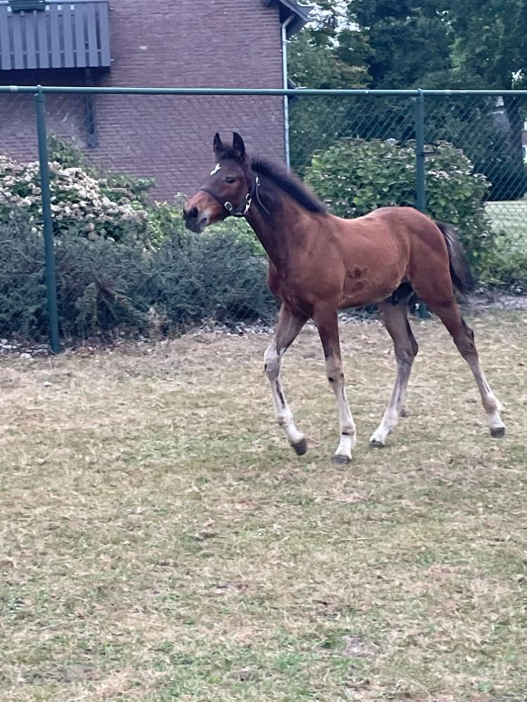 KWPN dressuurpaard Hengst Donkerbruin te koop - Foto 3