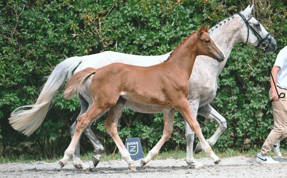 Zangersheide springpaard Hengst 1 歳 Vos 売り出し中 - 写真 3