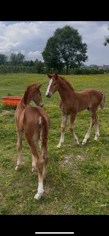 Zangersheide springpaard Hengst 1 歳 Vos 売り出し中 - 写真 4