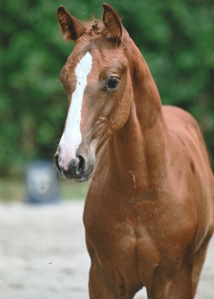 Zangersheide springpaard Hengst 1 歳 Vos 売り出し中 - 写真 2