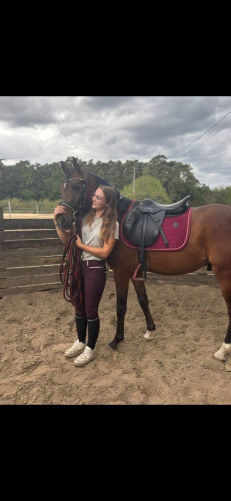 BWP springpony Hengst 3 jaar Bruin te koop - Foto 6