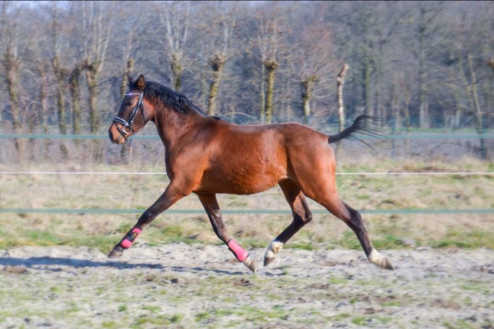 BWP springpony Hengst 3 jaar Bruin te koop - Foto 3