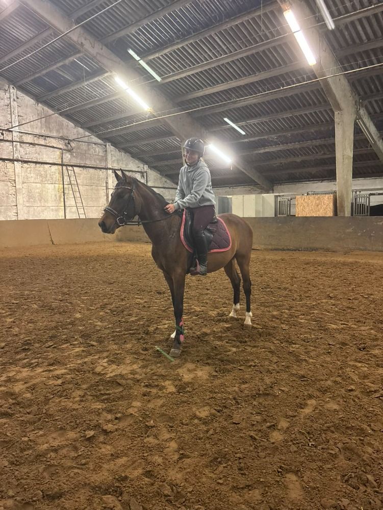 BWP springpony Hengst 3 jaar Bruin te koop - Foto 4