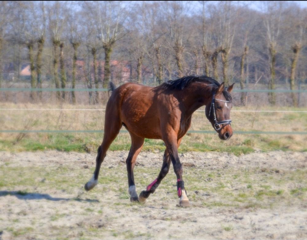BWP springpony Hengst 3 jaar Bruin te koop - Foto 2