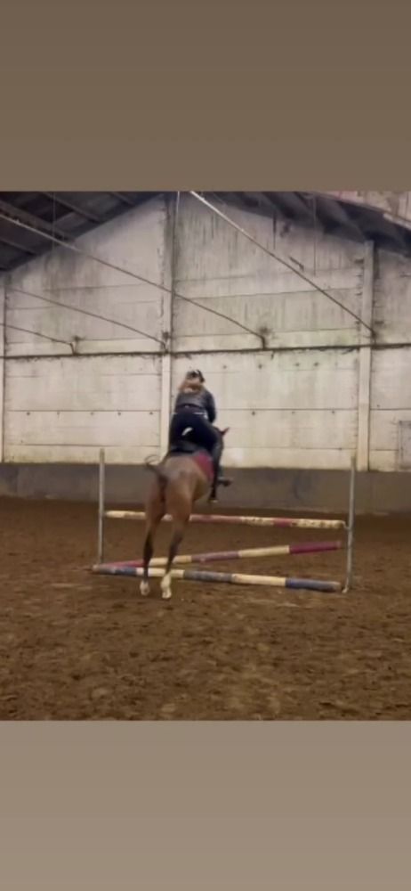 BWP springpony Hengst 3 jaar Bruin te koop - Foto 5