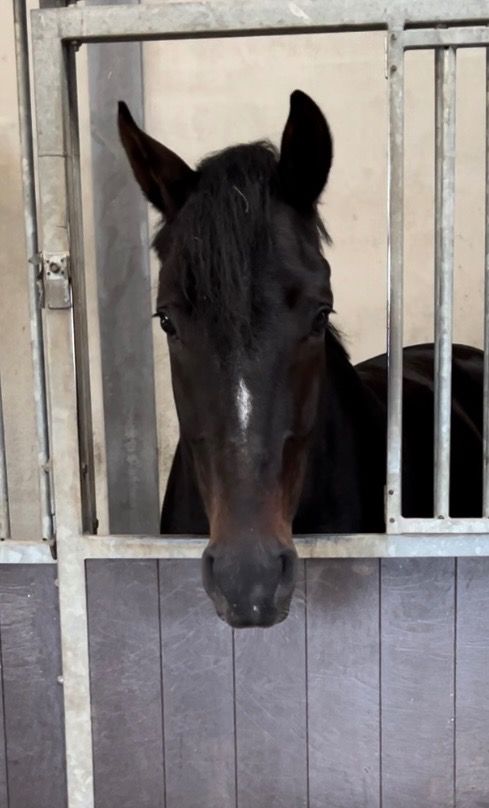 KWPN dressuurpaard Ruin 4 jaar Donkerbruin te koop - Foto 2