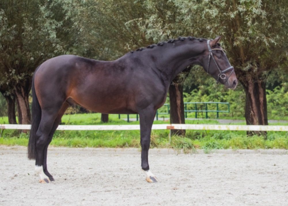 KWPN dressuurpaard Ruin 4 jaar Donkerbruin te koop - Foto 3