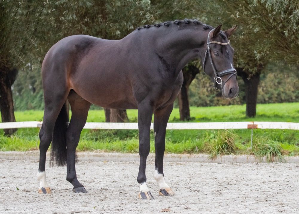 KWPN dressuurpaard Ruin 4 jaar Donkerbruin te koop - Foto 4