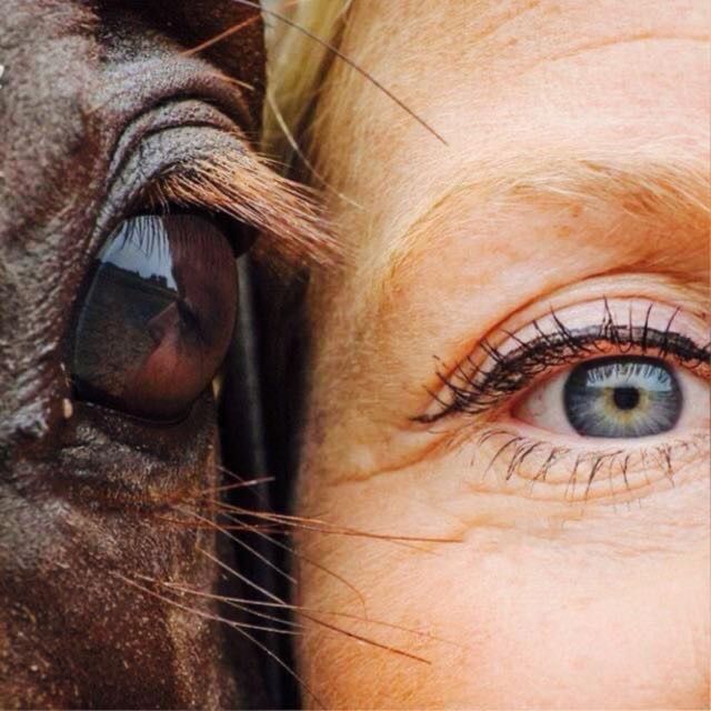 Gezocht leer paard!Snelle afhandeling of onbeleefd