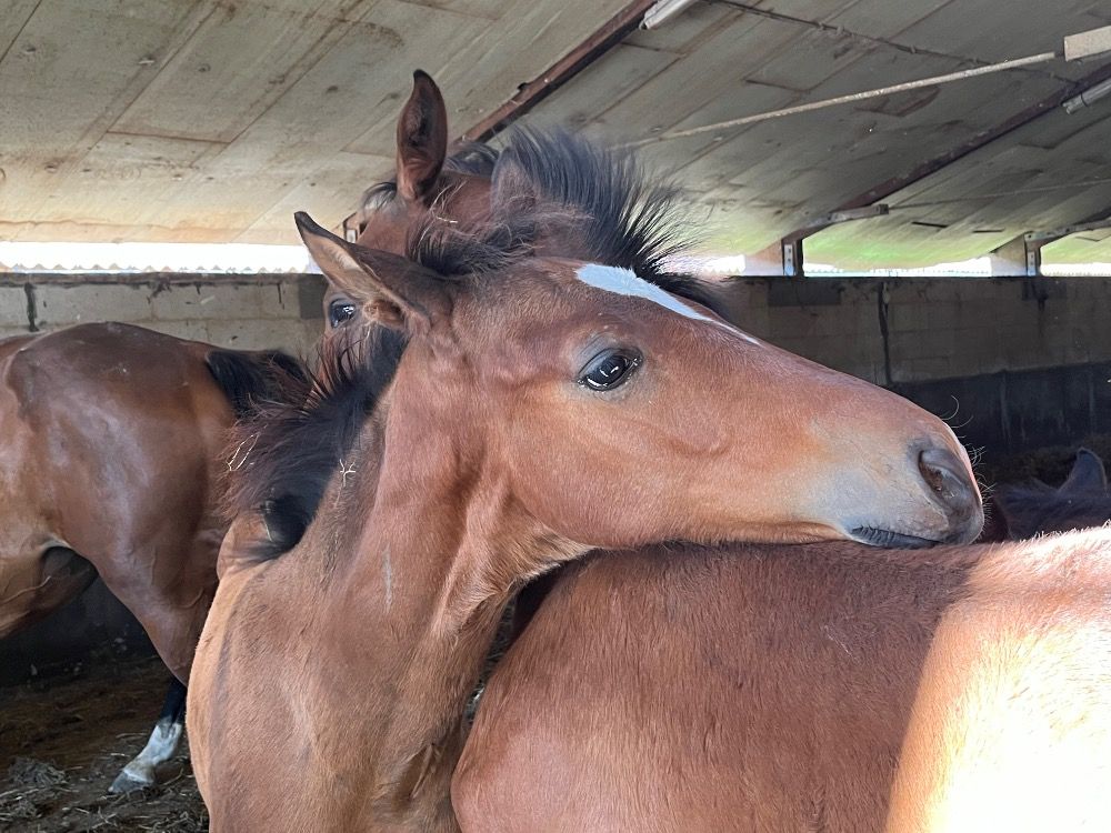 Zangersheide springpaard Hengst Bruin te koop - Foto 2