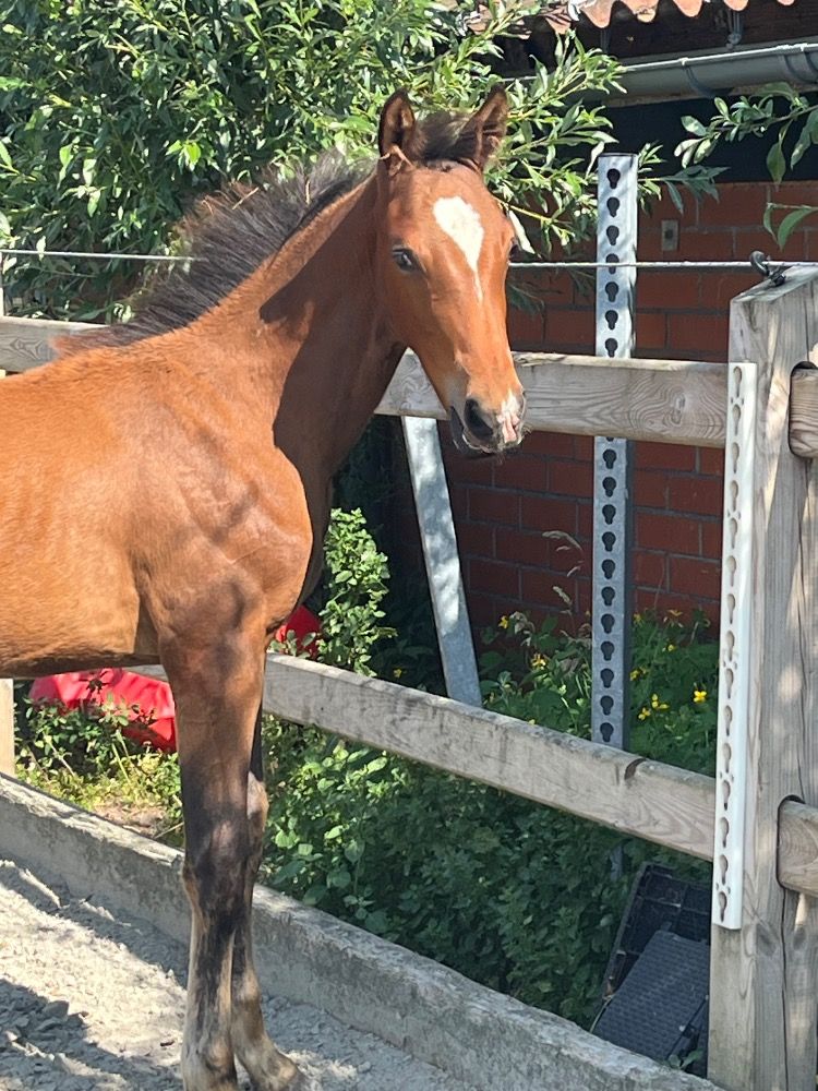 Zangersheide springpaard Hengst Bruin te koop - Foto 4