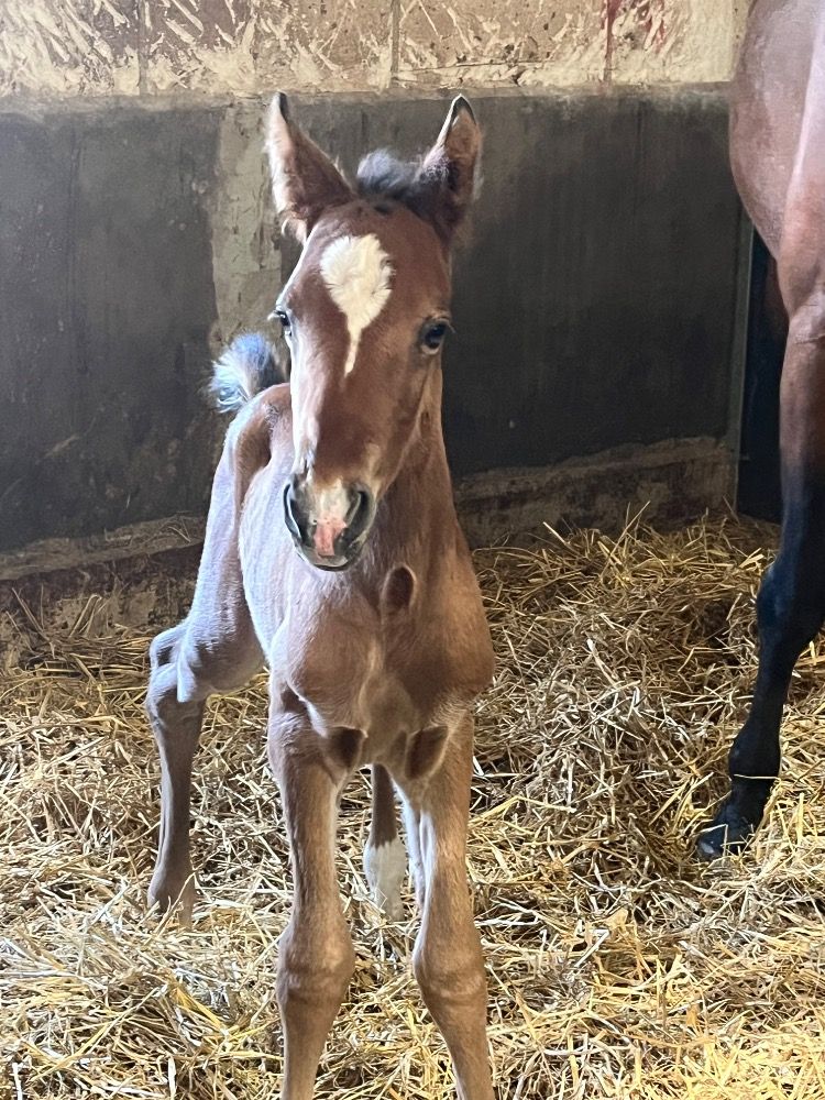 Zangersheide springpaard Hengst Bruin te koop - Foto 3
